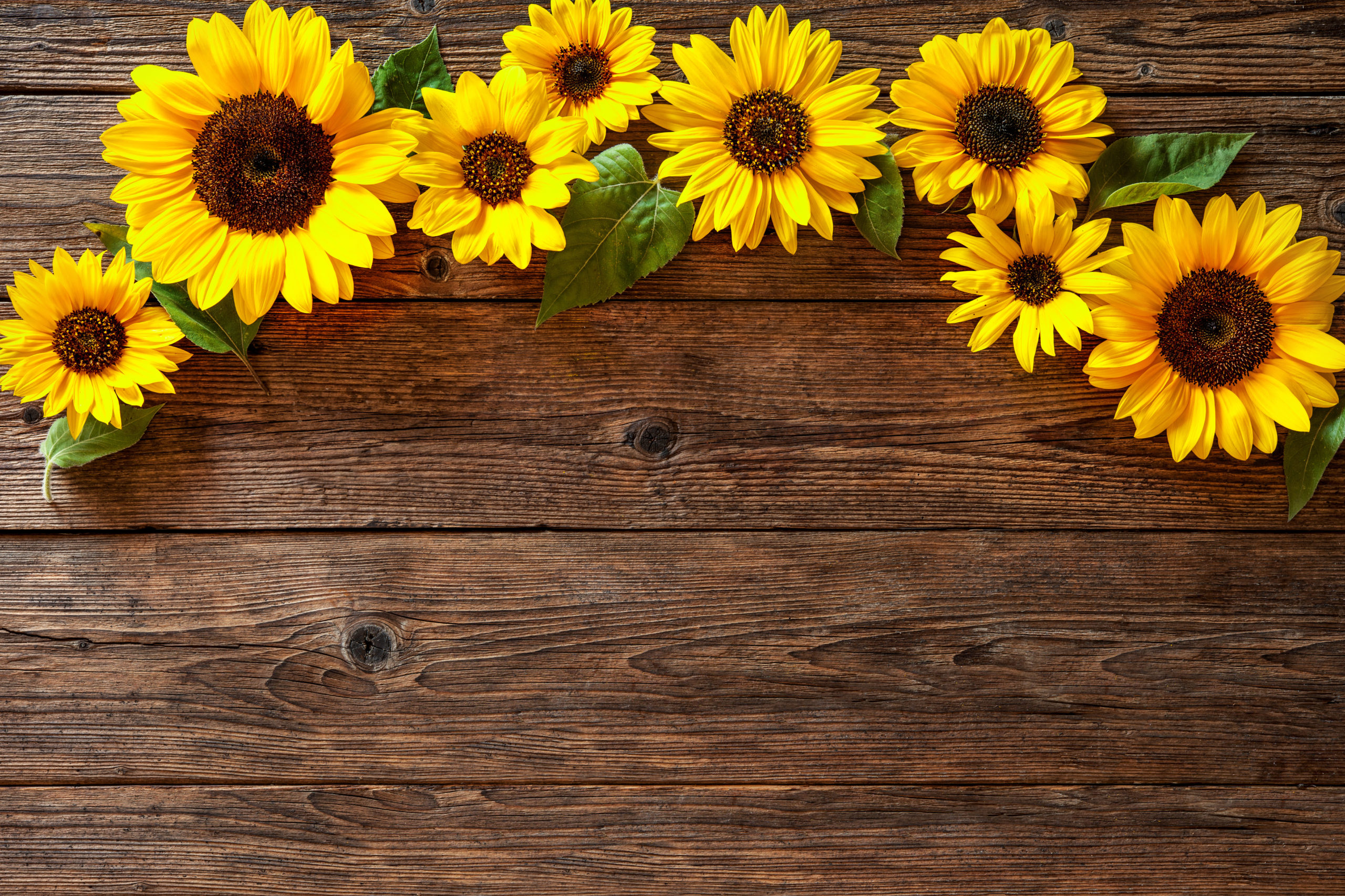 Sunflower sunflower bannerwall