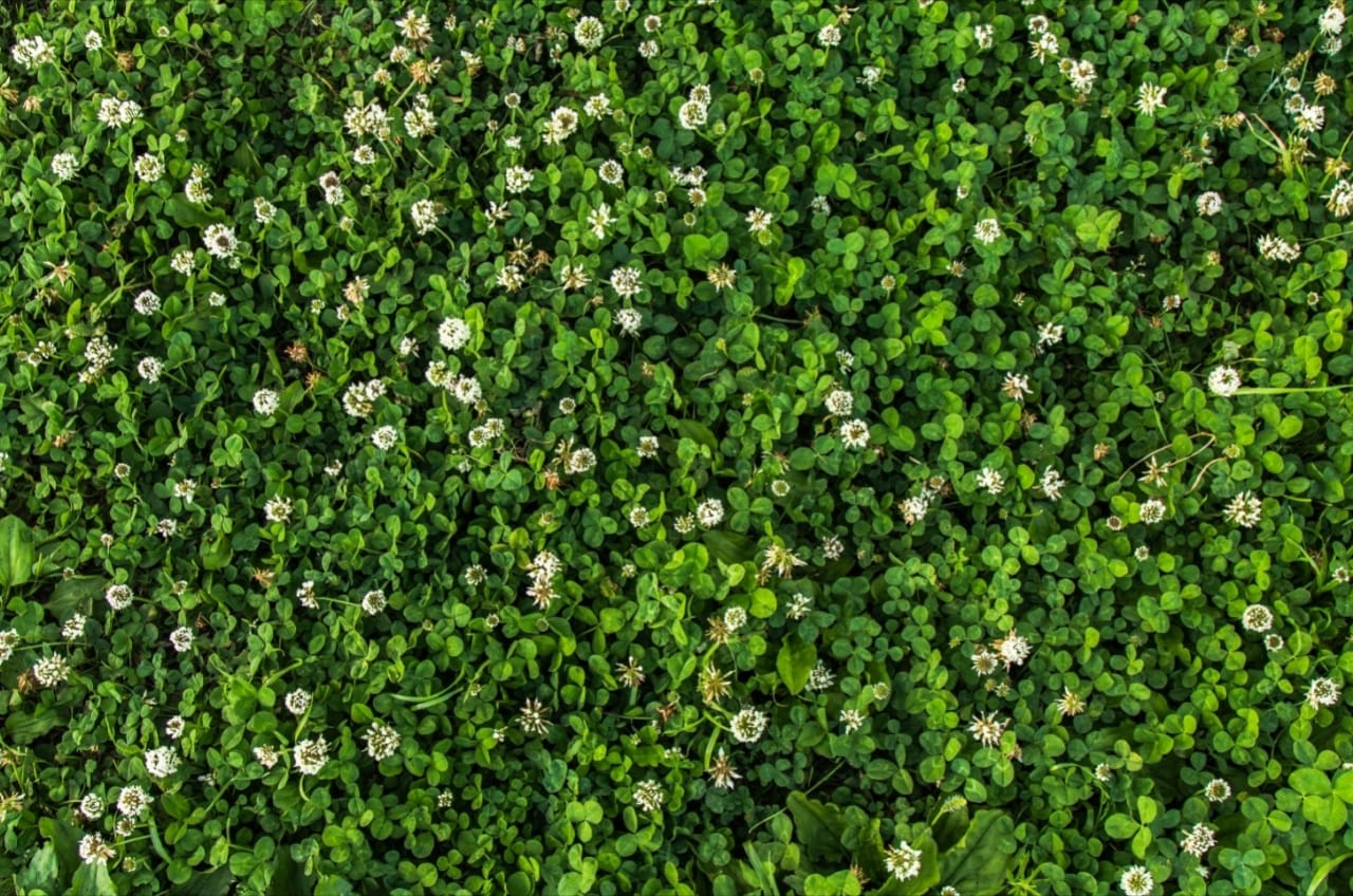 WhatsApp Image 2019-01-14 at 6.16.19 PM (1) green seasonal bannerwall