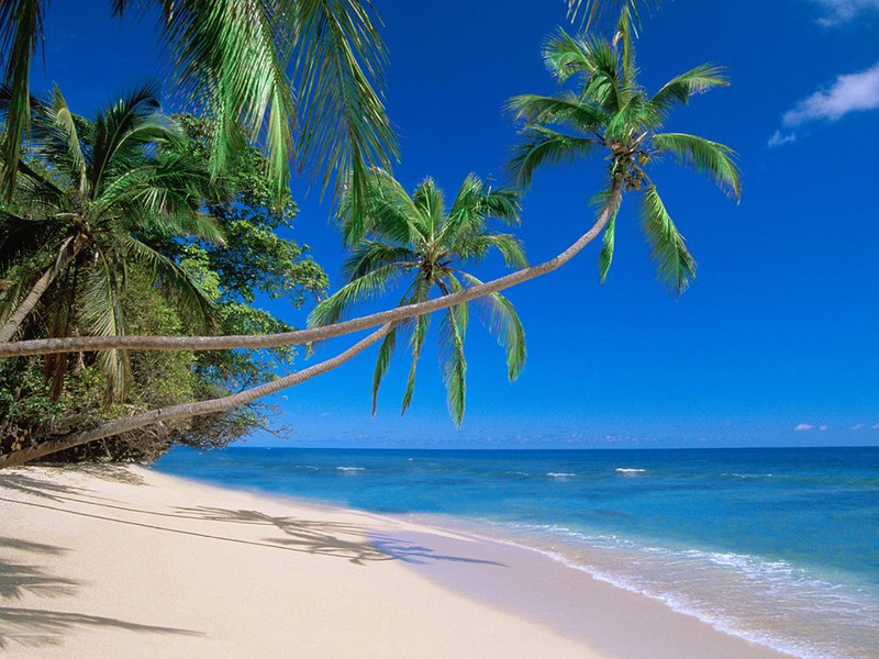 screen (1) tropical banner